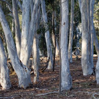 Eucalyptus mannifera - Brittle Gum, SEED X 100, Australian Native