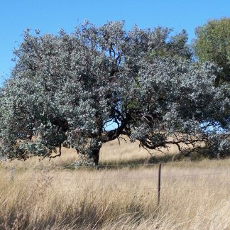 Eucalyptus melanophloia - Silver Leaf Iron Bark, seeds x 100, Australian Native