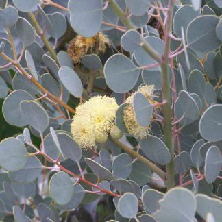 Eucalyptus orbifolia - Round-leaved Mallee x100 seeds, Australian Native