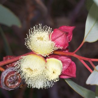 Eucalyptus pachyphylla – Red Bud Mallee, SEED x100, Australian Native