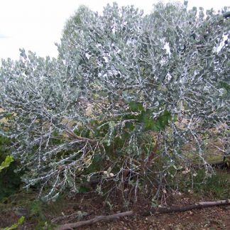 Eucalyptus pleurocarpa (tetragona) – Tallerack, seed x100, Australian Native