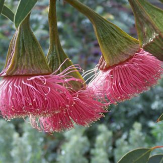 Eucalyptus pyriformis – Pear Fruited Mallee, seed X 100, Australian Native