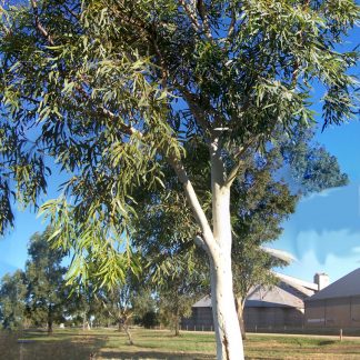 Eucalyptus racemosa - Scribbly Gum, seed x 50, Australian Native