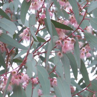 Eucalyptus sideroxylon -Mugga IronBark seeds X 100, Australian Native