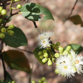 Eucalyptus torelliana - Cadagaria (Corymbia) seed X 100, Australian Native