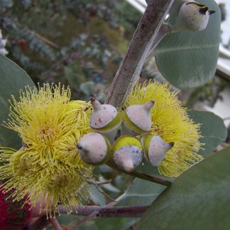 Eucalyptus woodwardii - Lemon Flowered Gum x50 SEED, Australian Native