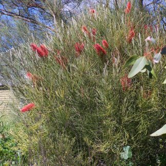 Hakea bucculenta - Red Pokers Hakea, SEED x10, Australian Native