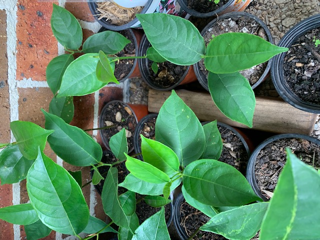 Jackfruit seedling plant Jackfruit seedling plant - Image 2