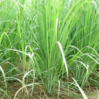 Lemongrass plants