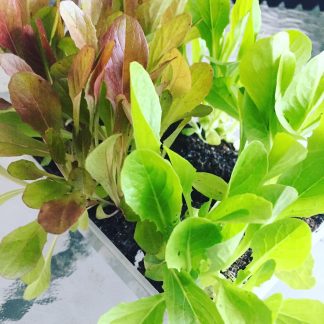 Lettuce Mix