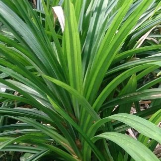 Pandan Leaf (edible) mature plant