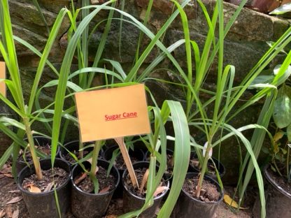Sugar Cane (Purple) seedling plants