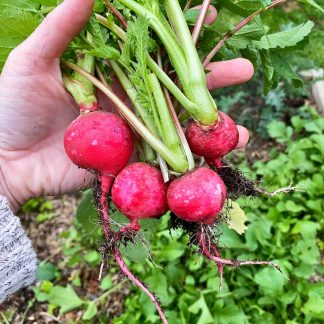 Champion Radish