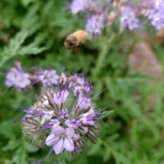 Phacelia Fiddleneck flower