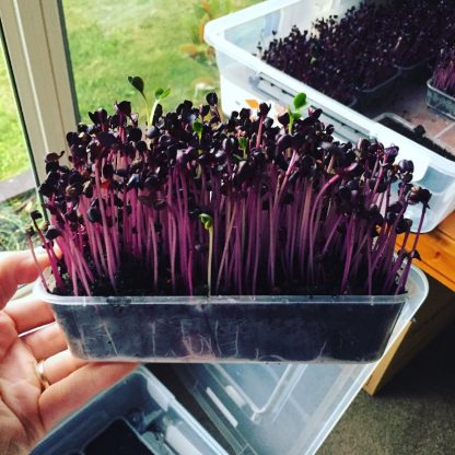 Purple Sango Radish Microgreens