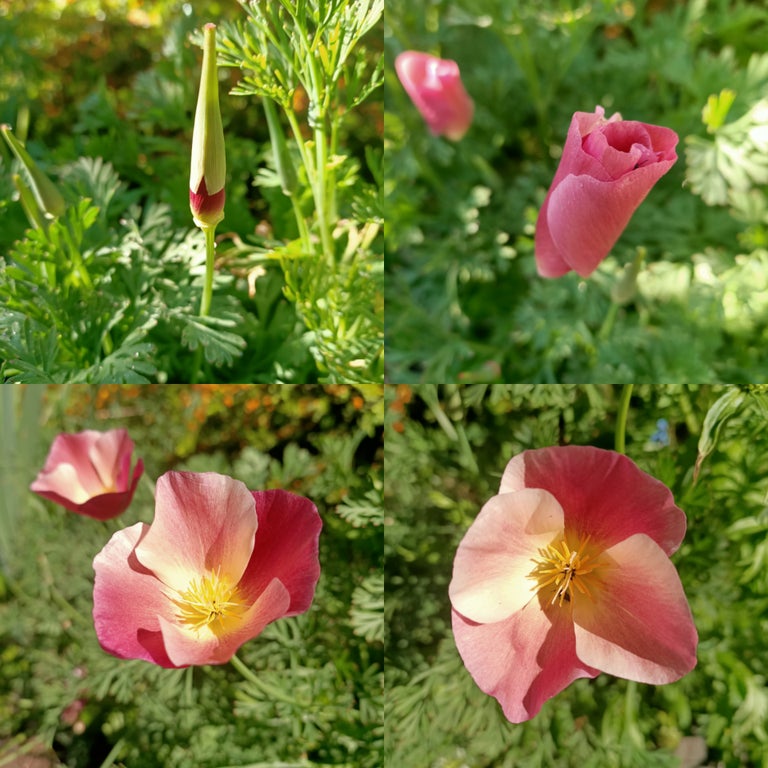 Californian Poppy Purple Gleam Californian Poppy Purple Gleam