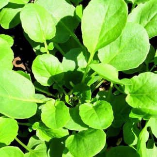 American Upland cress/Land cress