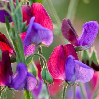 Sweet pea - Matucana