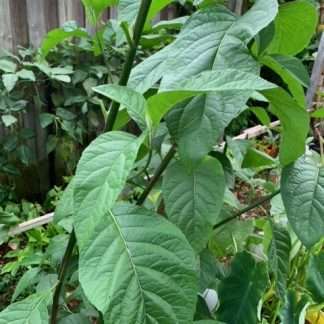 2x African Bitter-Sweet Leaf (Rooted & Potted) Seedling Plants