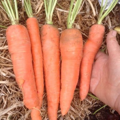 All seasons carrot
