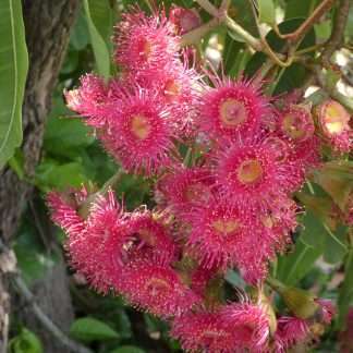 Eucalyptus ptychocarpa subsp. aptycha - Swamp Bloodwood (Corymbia), seed x100, Australian Native HOT PINK RED Gin Gin Rd