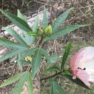 Hibiscus heterophyllus - Native Rosella SEED X 20, Australian Native