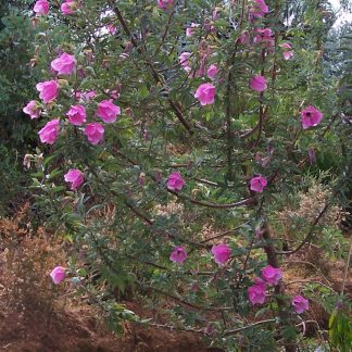 Hibiscus splendens - Pink Native Hibiscus, SEED, X15, Australian Native