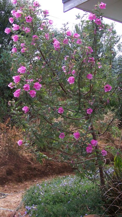 Hibiscus splendens - Pink Native Hibiscus, SEED, X15, Australian Native