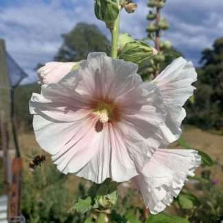 Hollyhock Single Mix