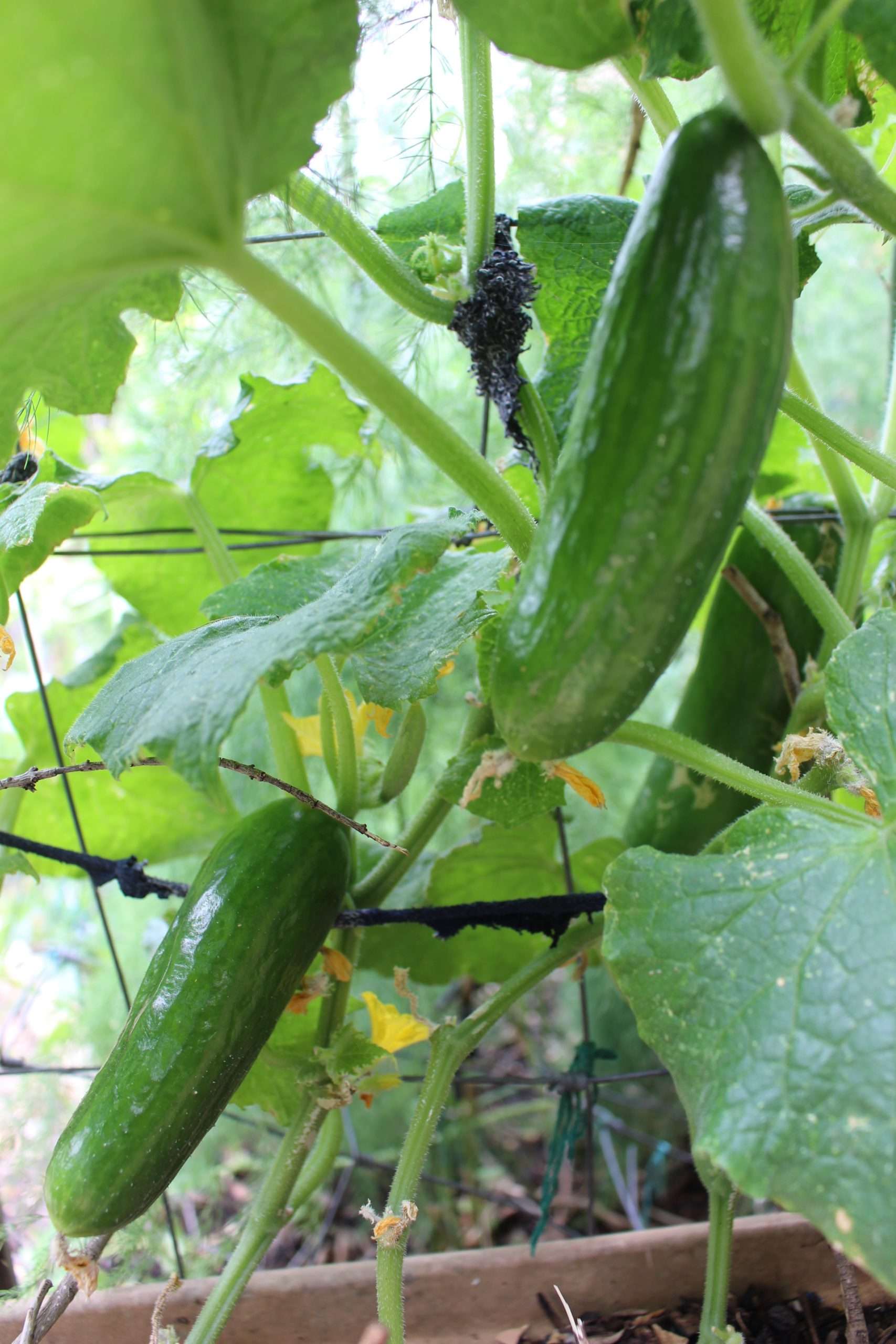 Lebanese Cucumber Lebanese Cucumber