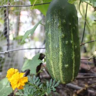 Spacemaster Cucumber