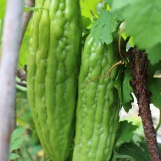 Bitter Melon