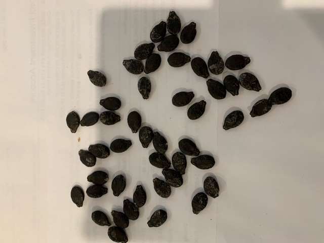 Luffa (Ridge) Luffa (Ridge) - Image 3