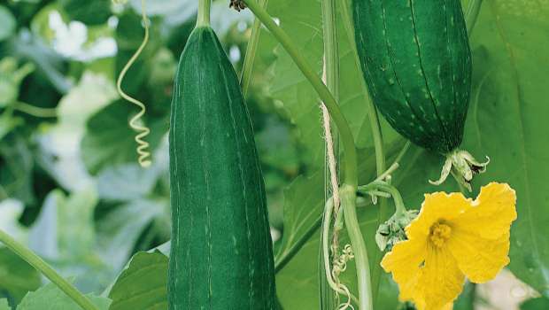 Luffa (Ridge) Luffa (Ridge)