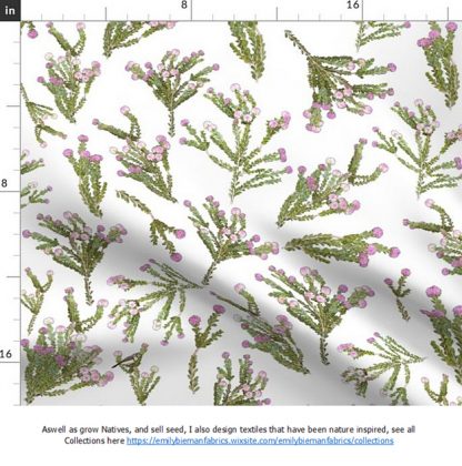 Melaleuca diosmatifolia - Rosy Paperbark, SEED x 100, Australian Native
