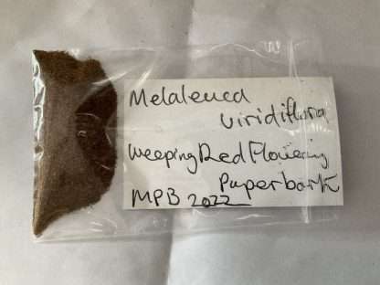 Melaleuca viridiflora - Weeping Red Paperbark, Australian Native, SEED X 100
