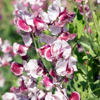 Sweet pea - Wiltshire Ripple