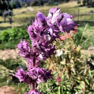 Clary Sage