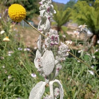 Lambs Ear Stachys Byzantina