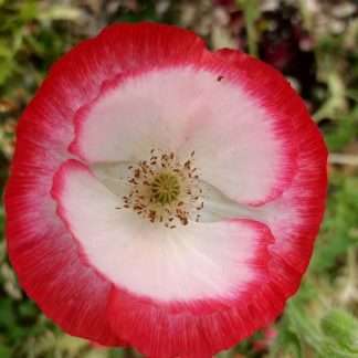 Mixed Poppy