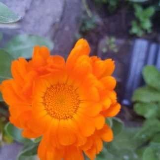 Organic Calendula - Orange King