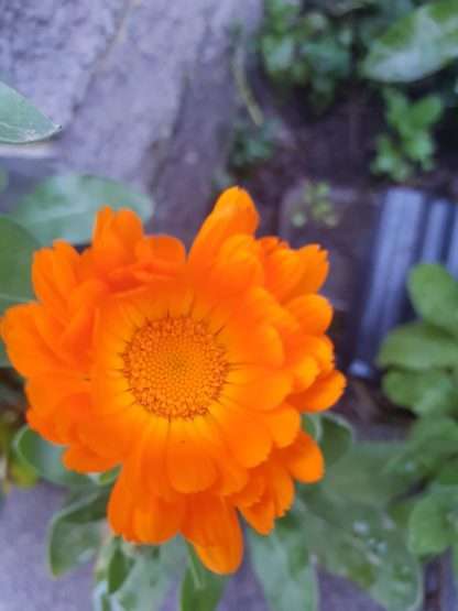Organic Calendulla - Orange King
