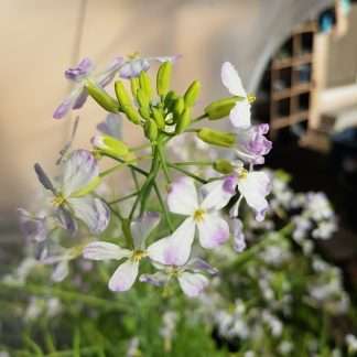 Organic Daikon radish
