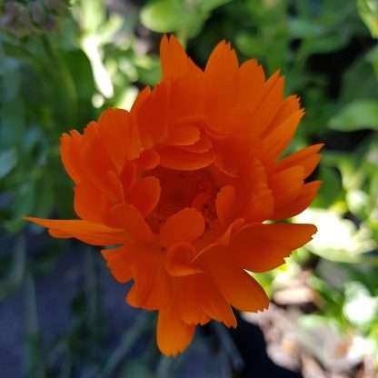 Organic Calendulla - Orange King
