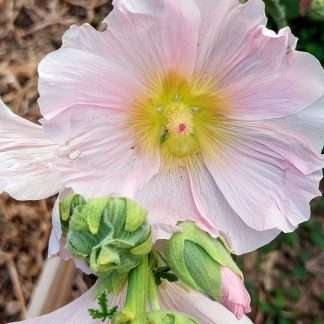 Hollyhock (Pale Pink)