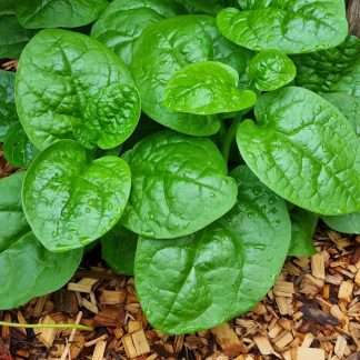 Ceylon Spinach