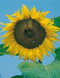 Giant Russian Sunflower