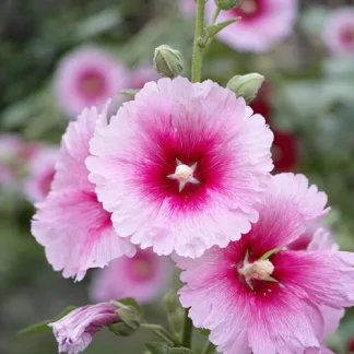 Light Pink Hollyhock