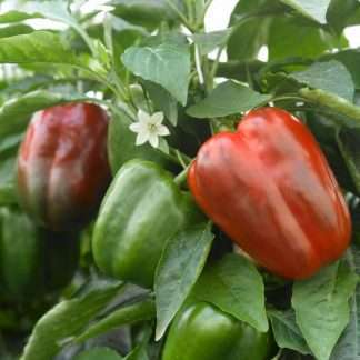 Capsicum Californian Wonder Bell