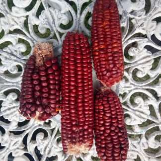 Red Aztec Corn